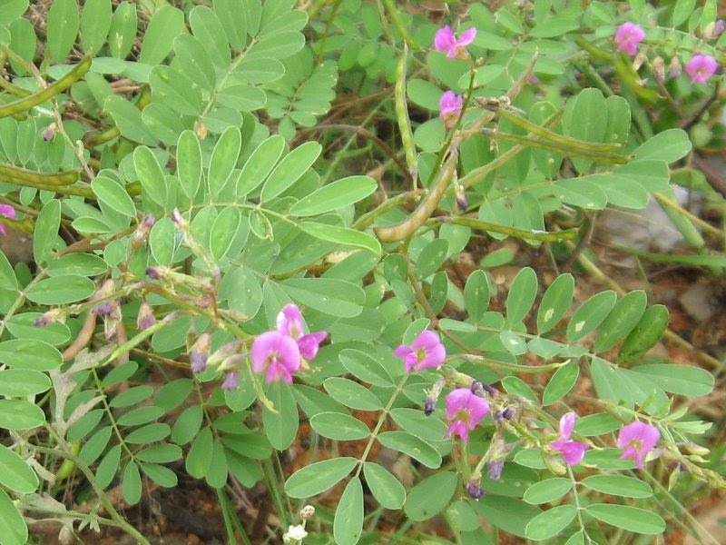 Tephrosia Purpurea - Kozhunchi - Sharpunkha Plant.