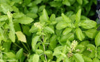 Lakshmi Tulsi Plant - Ocimum tenuiflorum.