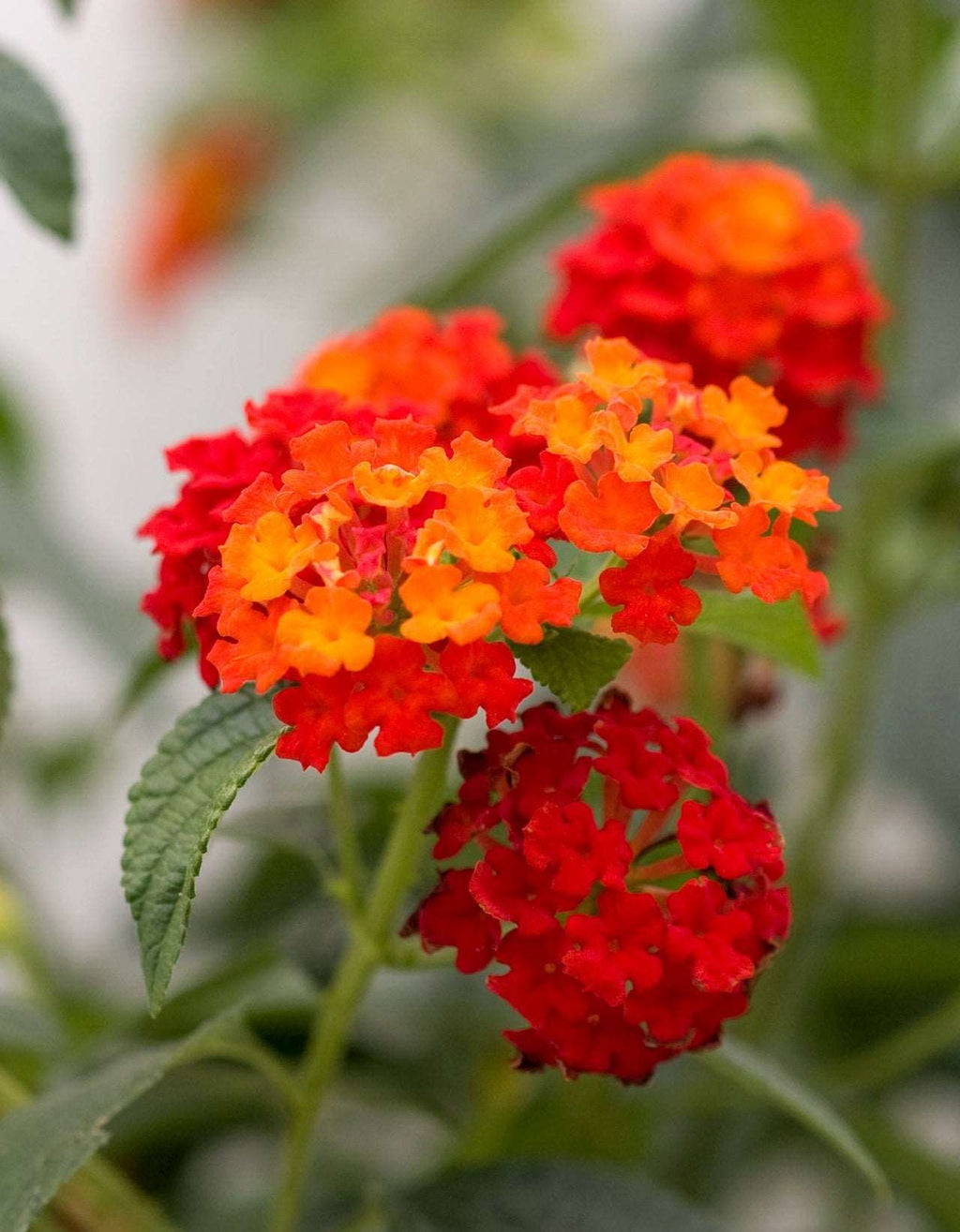 Orange Lantana Plant.