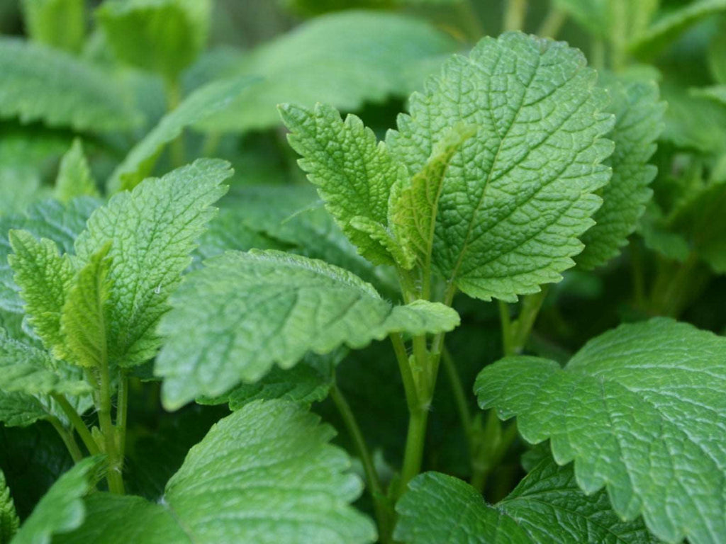 Lemon Balm Plant - Melissa officinalis.