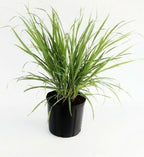 Fresh Lemon Grass Plant.