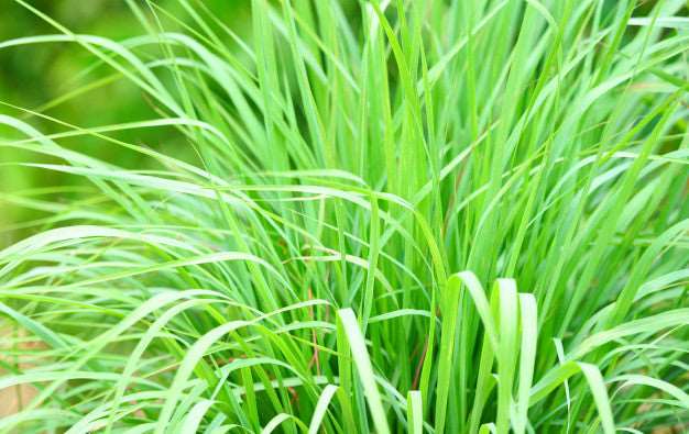 Fresh Lemon Grass Plant.