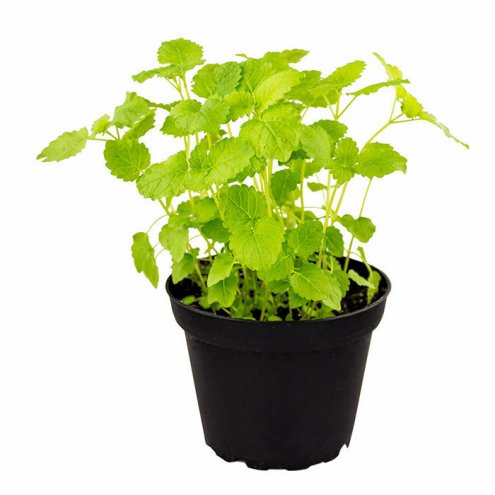 Lemon Balm Plant - Melissa officinalis.