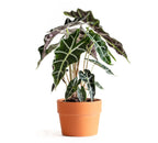 Alocasia Plant.