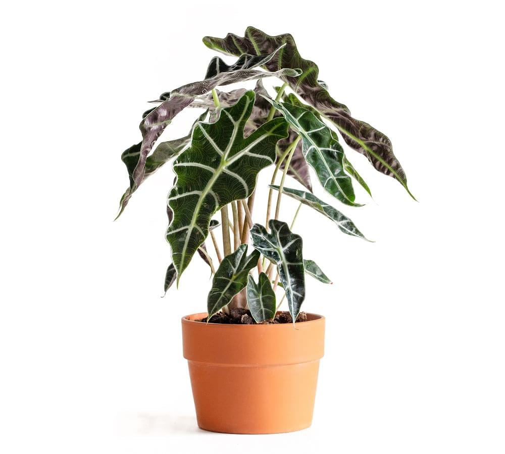 Alocasia Plant.