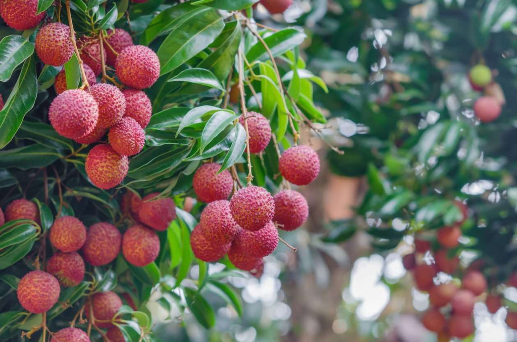 Grafted Lychee Fruit Plant.