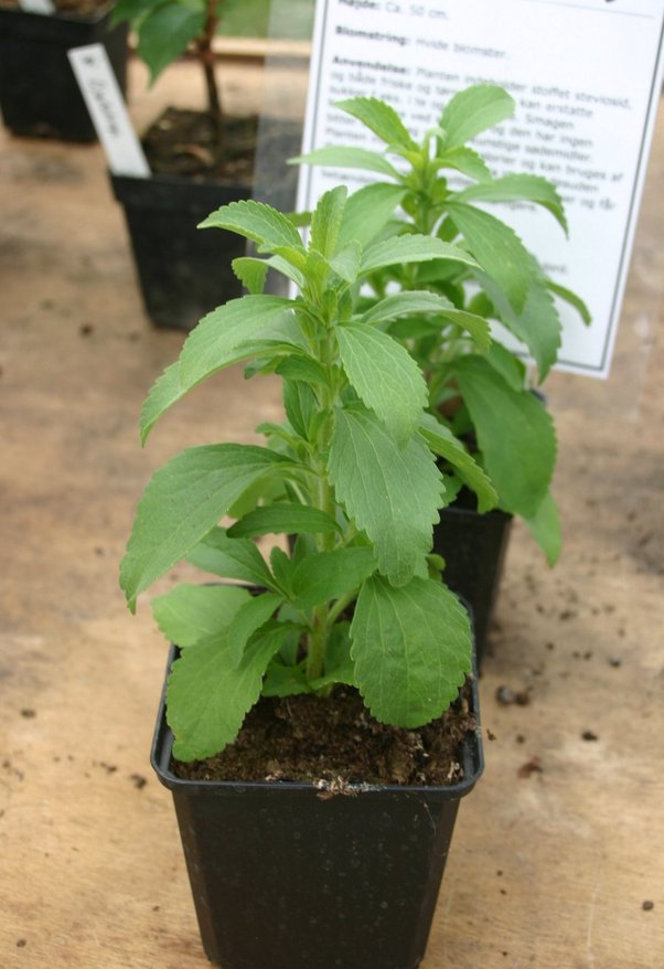 Stevia Plant - Stevia rebaudiana.