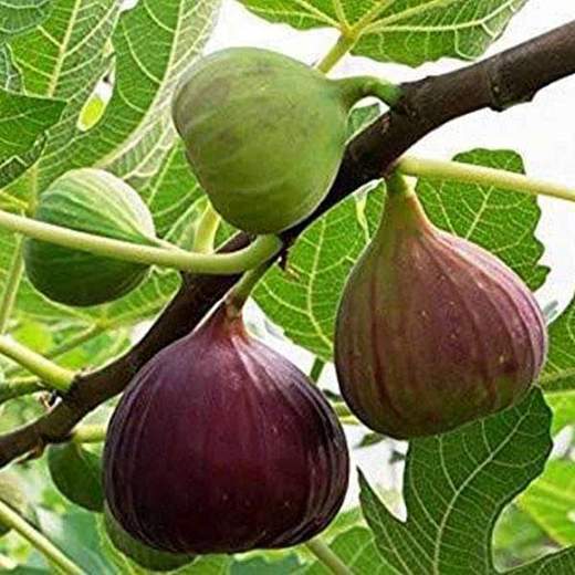 Grafted Anjeer Fig Fruit Plant.