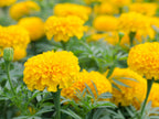 Yellow Marigold.