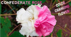 Colour Changing Rose Flower Seed Balls - Just Throw & Grow