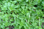 Mentha Pulegium - Mosquito Plant.