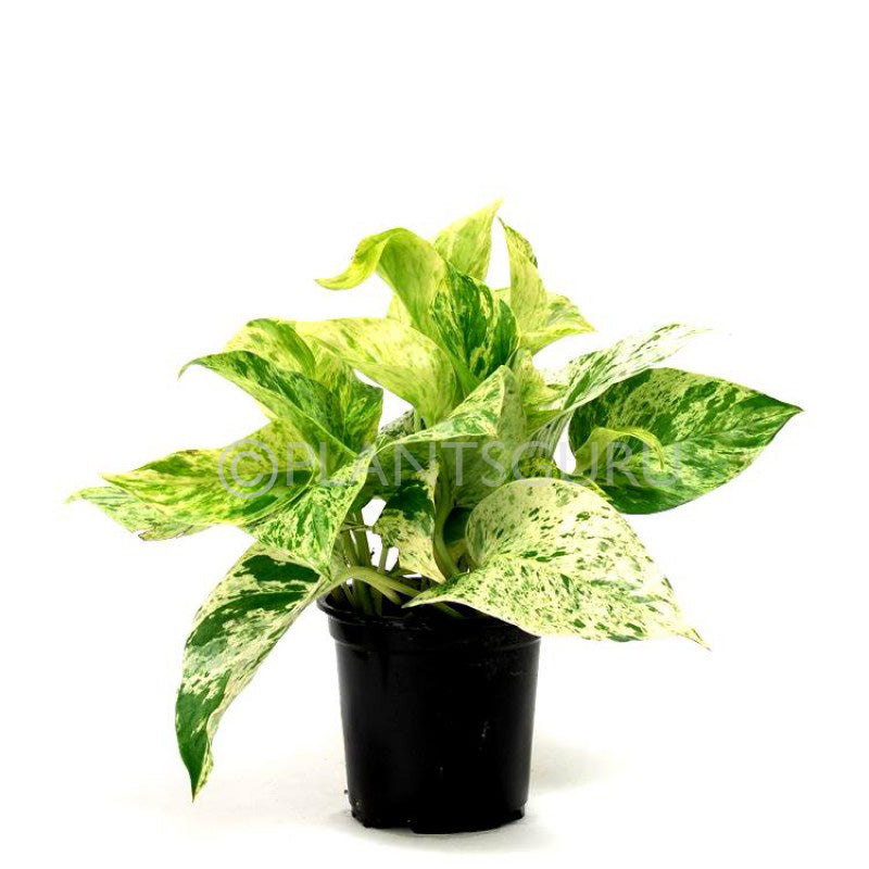 Money Plant Marble Queen.