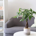 Feng Shui Money Tree Plant - Lucky Plant - Money Attracting Plant - Pilea Peperomiodes