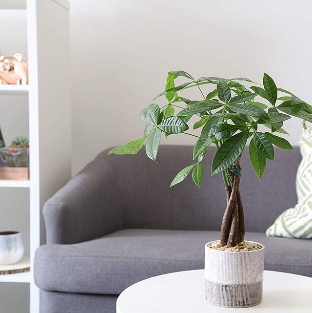 Feng Shui Money Tree Plant - Lucky Plant - Money Attracting Plant - Pilea Peperomiodes