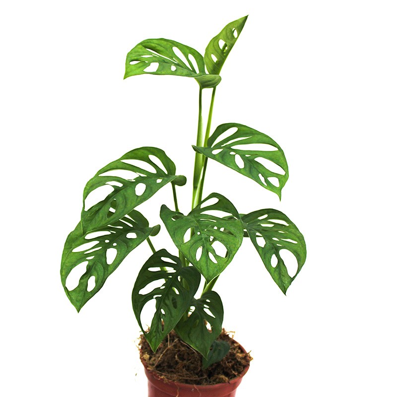 Broken Heart Indoor Plant.