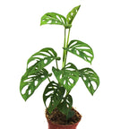 Broken Heart Indoor Plant.