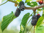 Grafted Mulberry Fruit Plant.