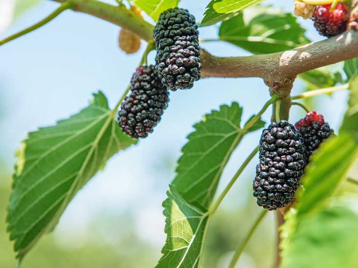 Grafted Mulberry Fruit Plant.