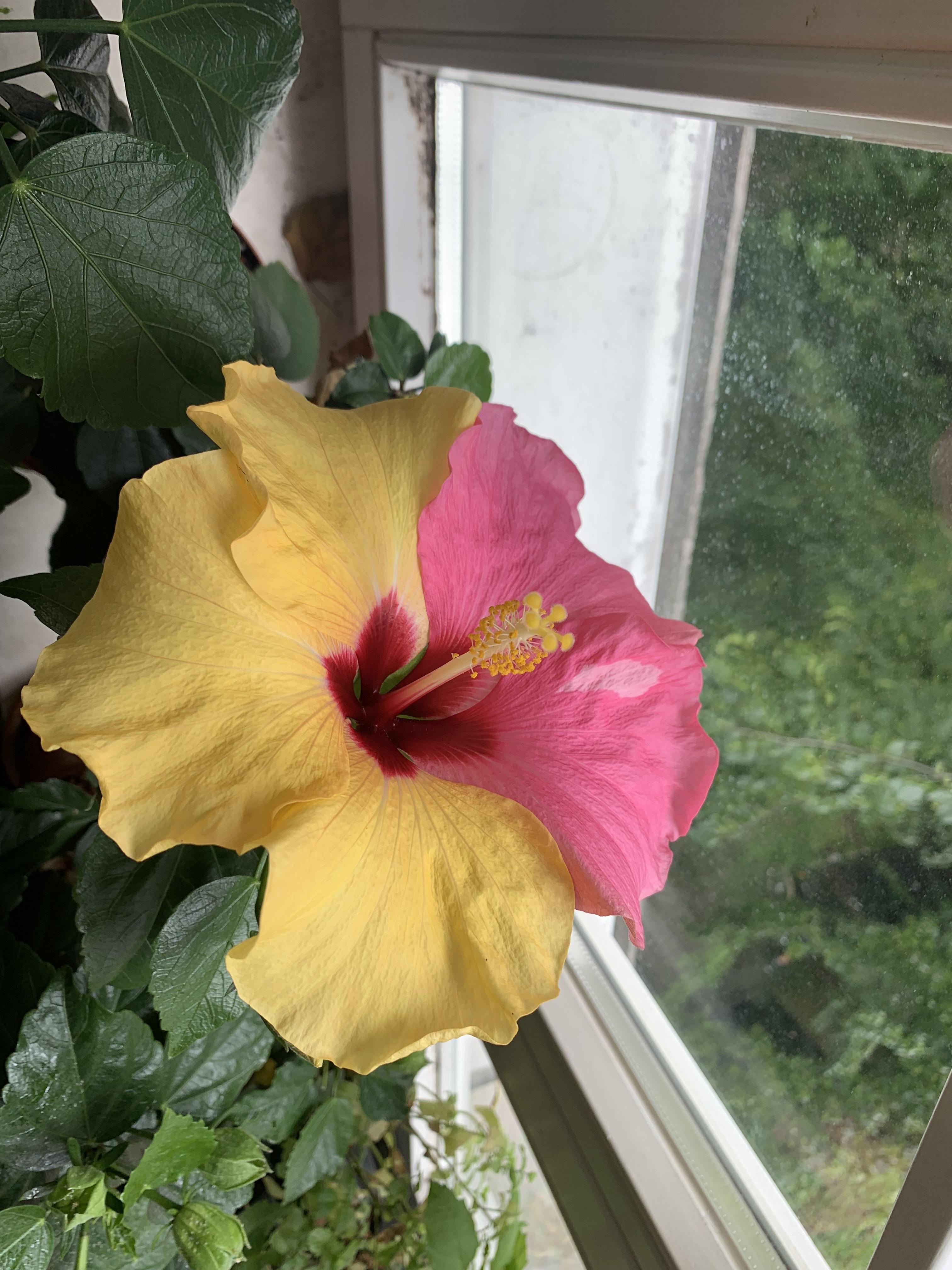 Yellow Pink Double Color Hibiscus Plant