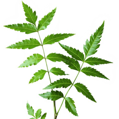 Neem Plant.