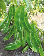 Dolichos Seed Balls.