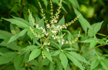 Nirgundi - Vitex negundo Plant.