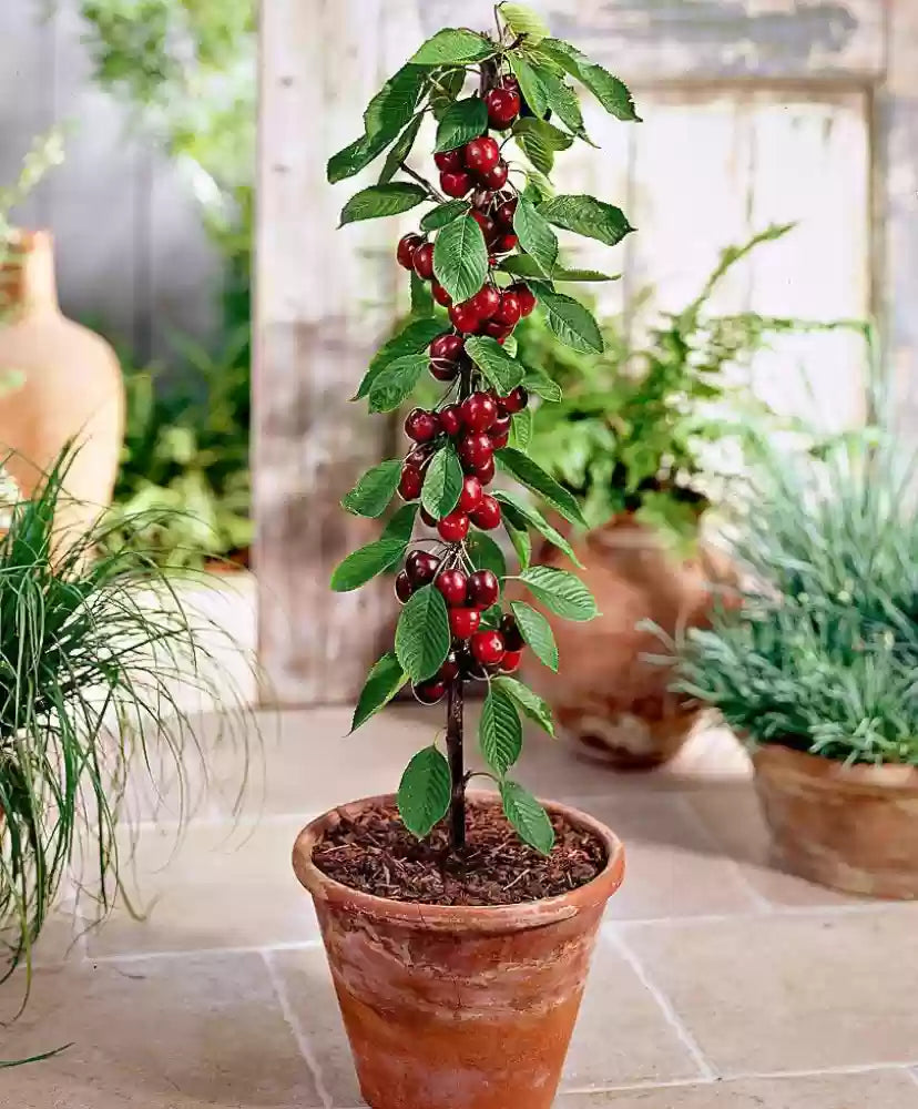 Grafted Cherry Fruit Plant.