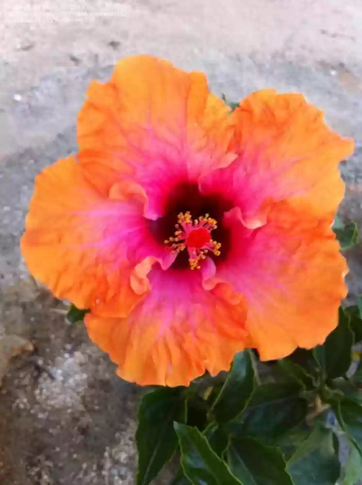 Color Changing Hibiscus Plant