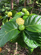 Grafted Noni Fruit Plant.
