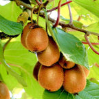 Grafted Kiwi Plant.