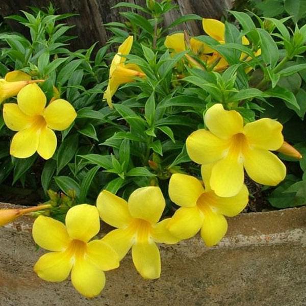 Allamanda Plant.