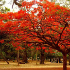 Gulmohar Tree Sapling.