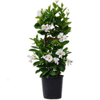 Mandevilla White Plant.