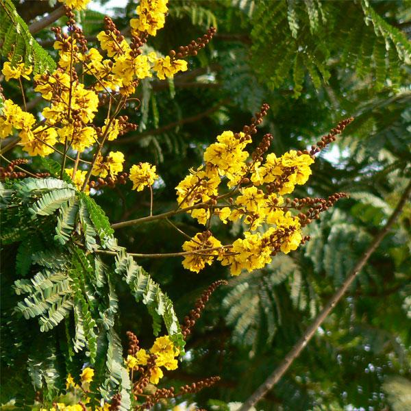 Peela Gulmohar Tree Sapling.