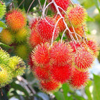 Grafted Rambutan Fruit Plant.