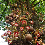Kailashpati Cannon Ball Tree Sapling.