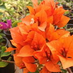 Bougainvillea Orange Plant.