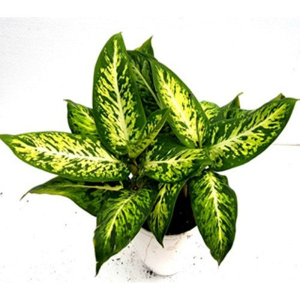 Dieffenbachia Sparkles Plant.