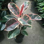 Rubber Plant Tineke.