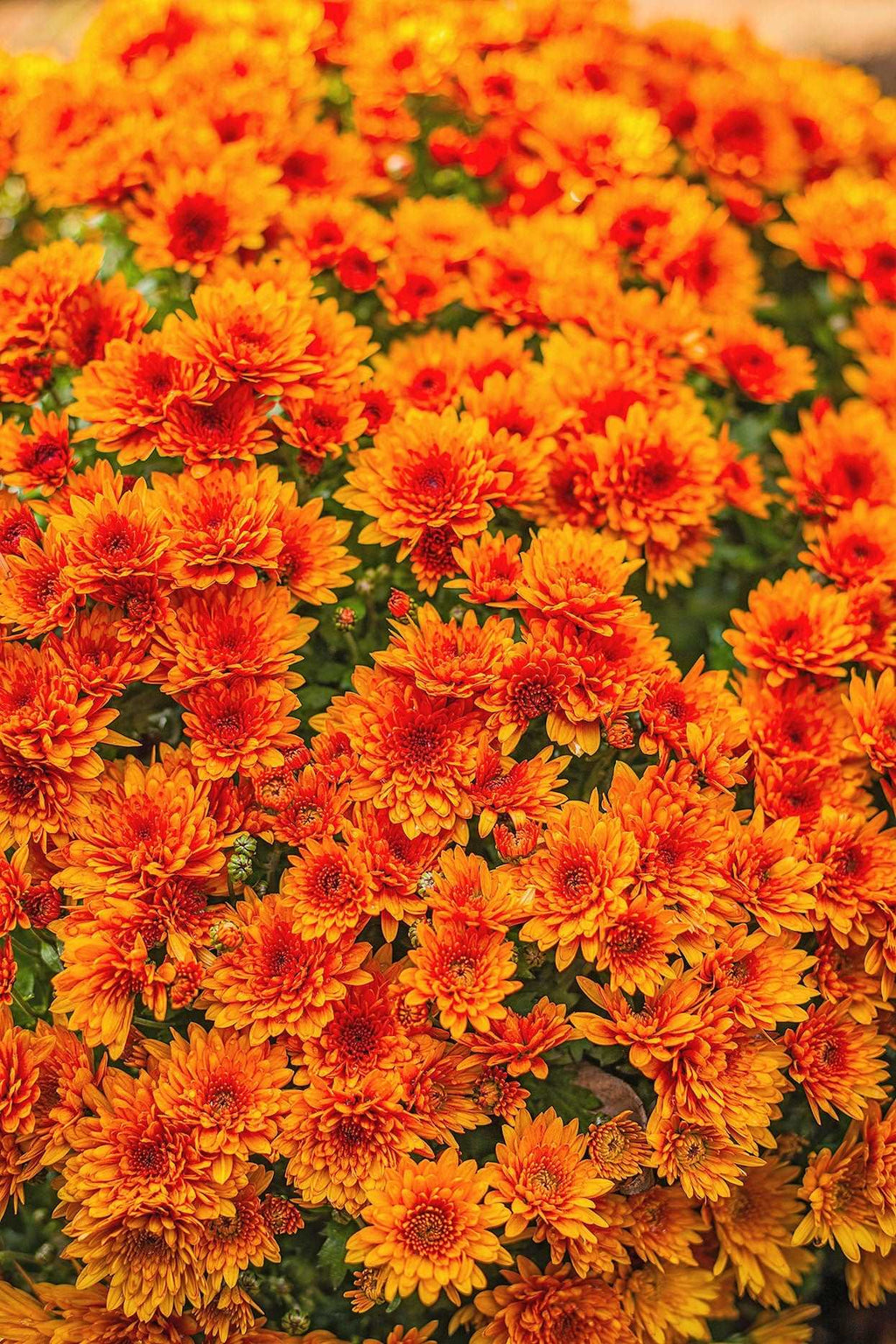 Shevanti, Chrysanthemum Orange Plant.