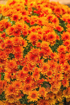 Shevanti, Chrysanthemum Orange Plant.