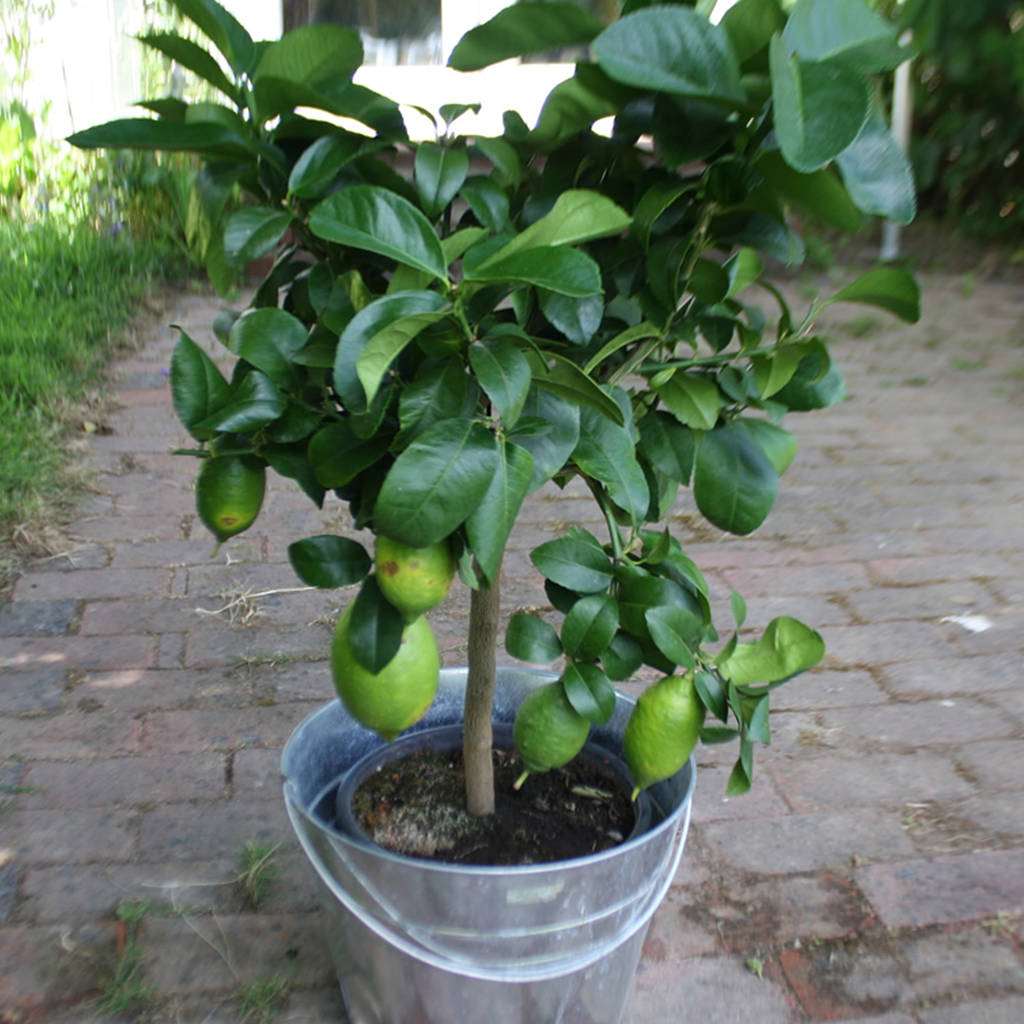 Grafted Table Lemon Fruit Plant.