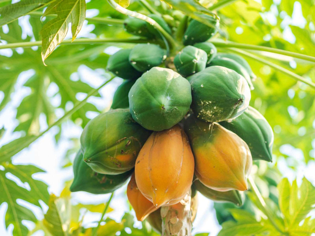 Grafted Papaya Fruit Plant.