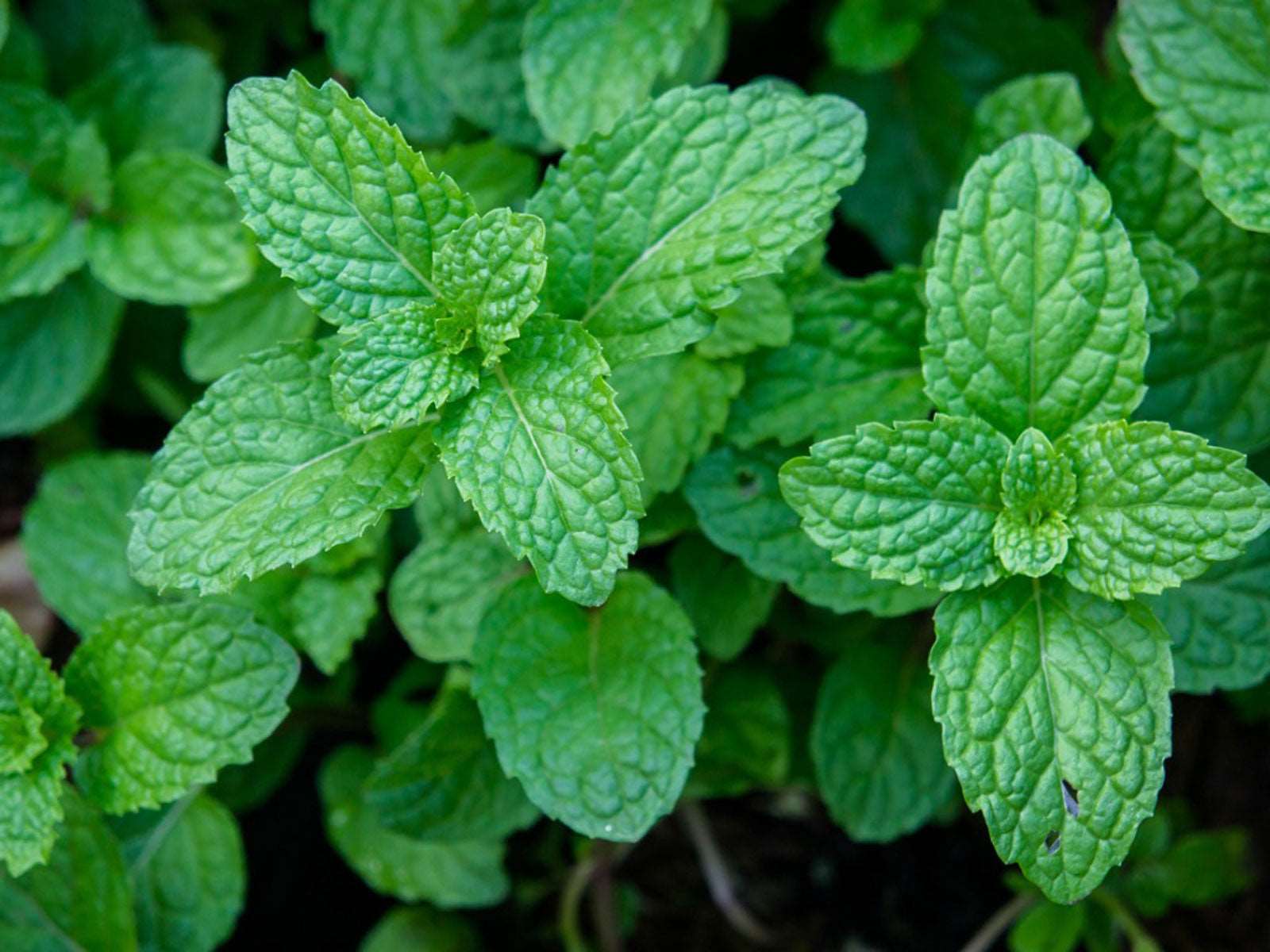 Mint - Pudina Plant.