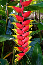 Heliconia Plant.