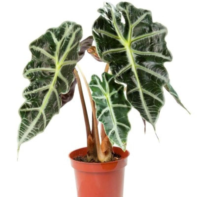 Alocasia Plant.