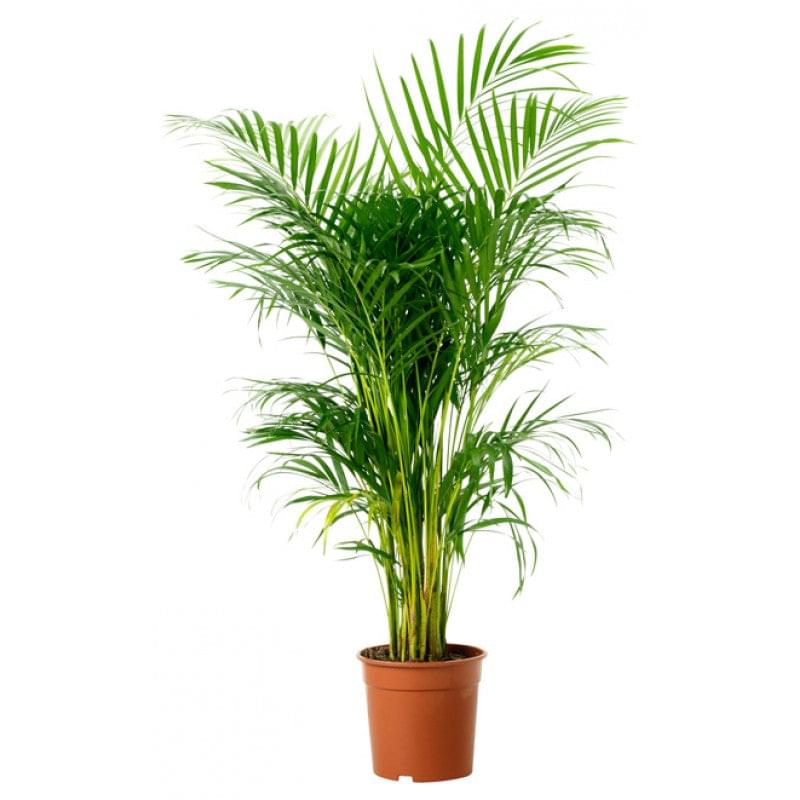 Areca Palm Plant Big.