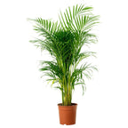 Areca Palm Plant Big.