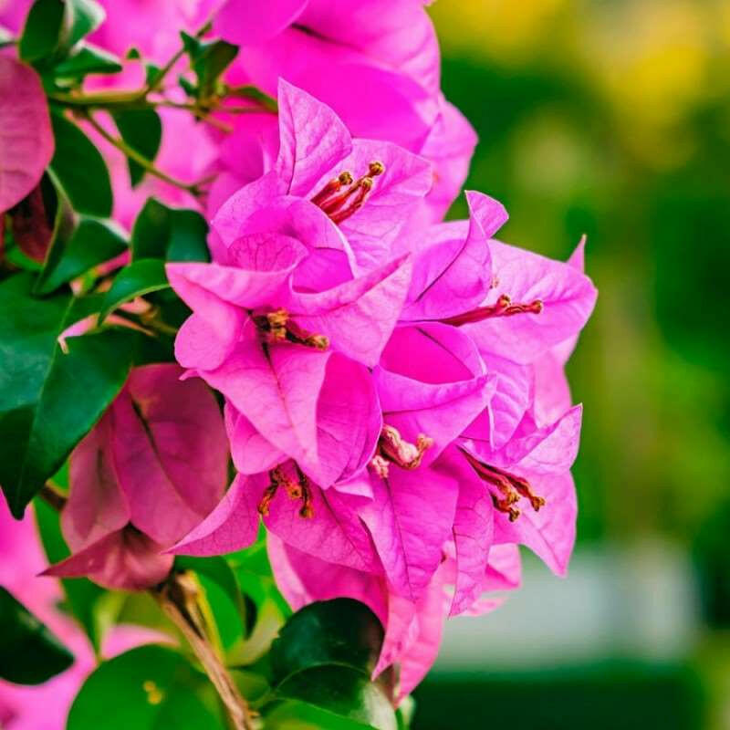 Bougainvillea Pink Plant.