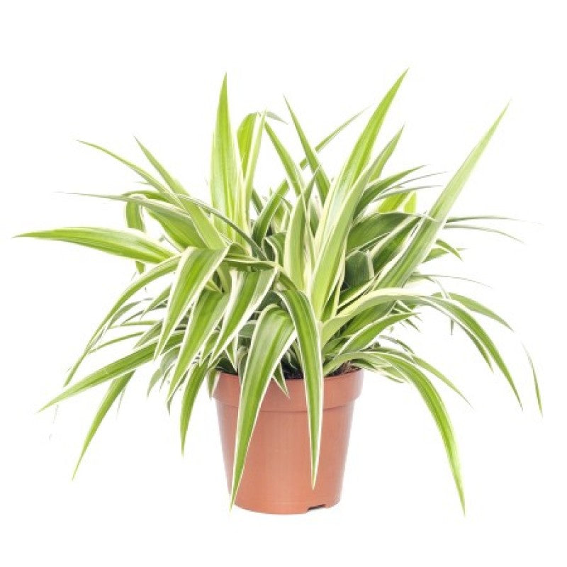 Spider Plant.